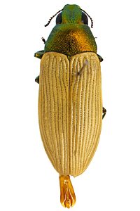 Castiarina pallidipennis, PL1427, male, EP, 10.4 × 3.9 mm